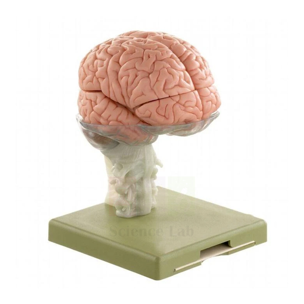Human Brain Model, 15 Parts
